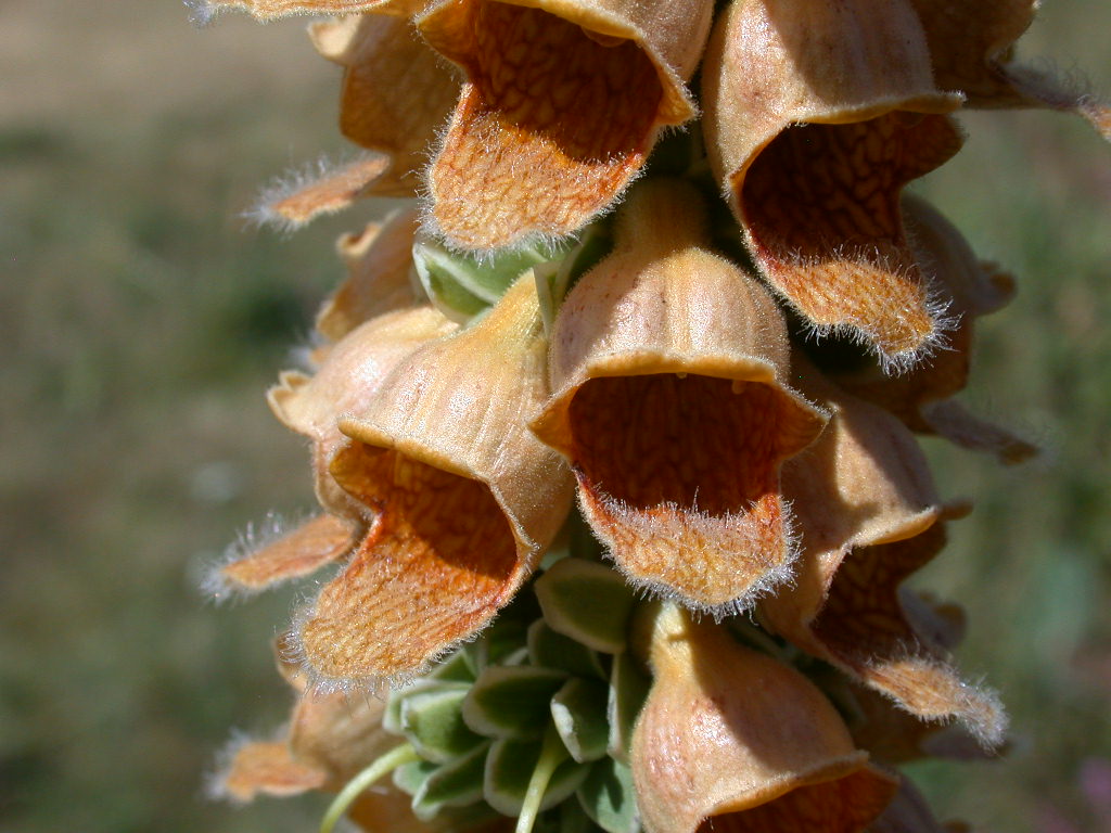 Digitalis ferruginea / Digitale bruna